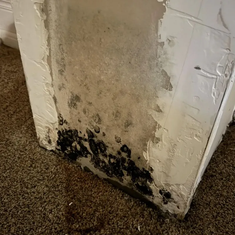 Professional Mold Removal in McCrory, AR